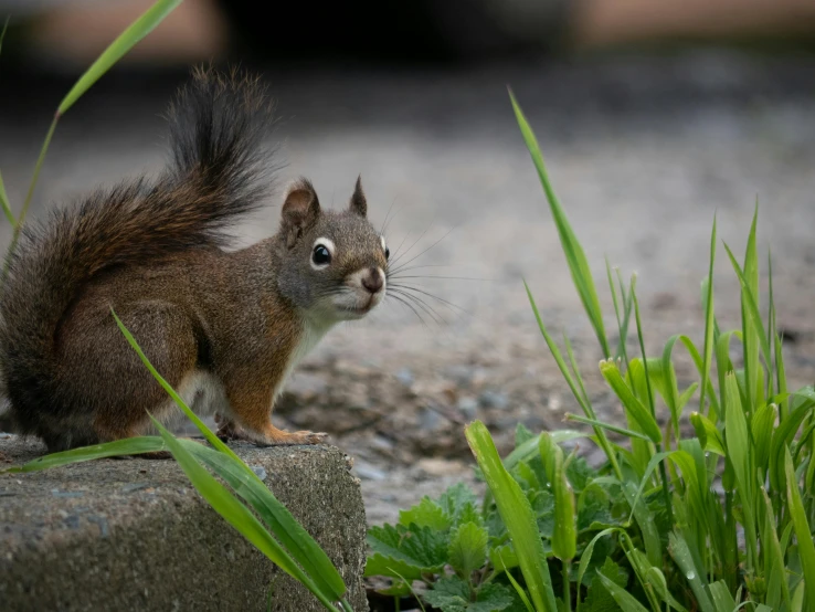 a small squirrel is standing on top of a rock