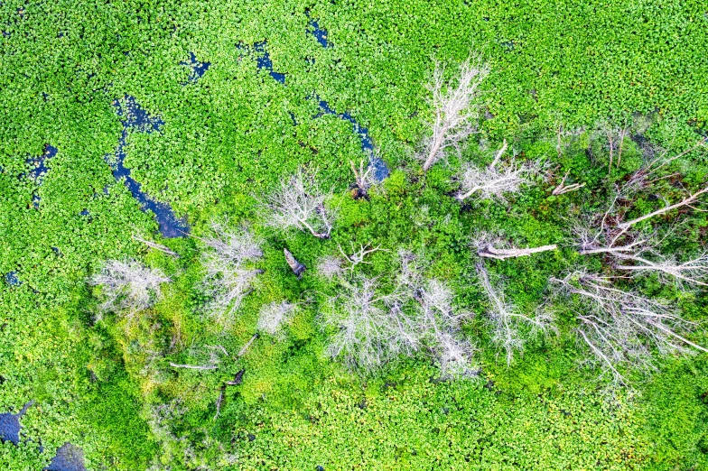 an aerial view of the ground and trees