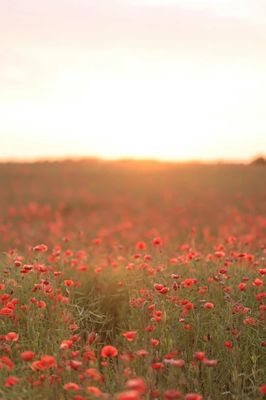 a grassy field full of red flowers at sunset