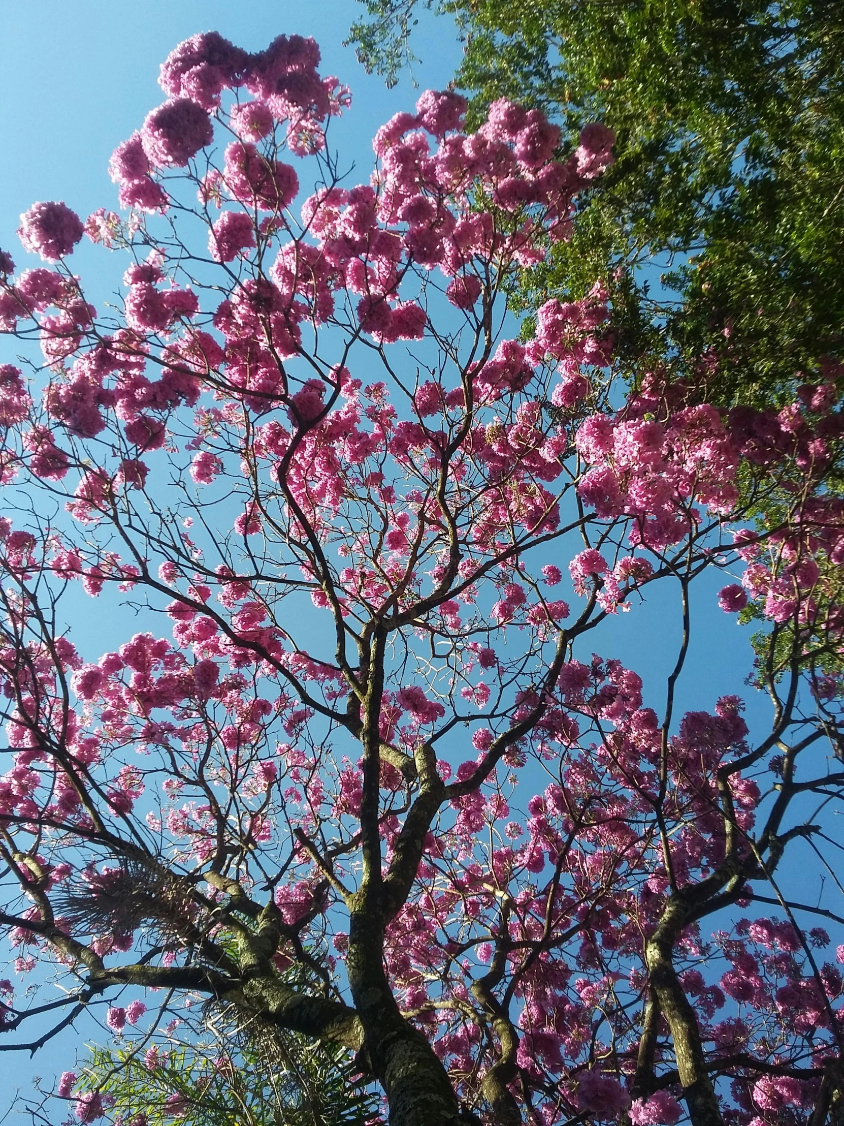 flowering tree blossoming pink against blue sky
