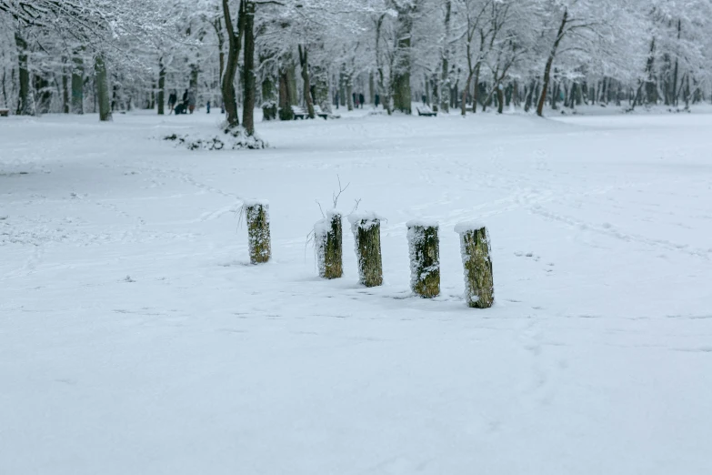 trees are all covered with snow near a field