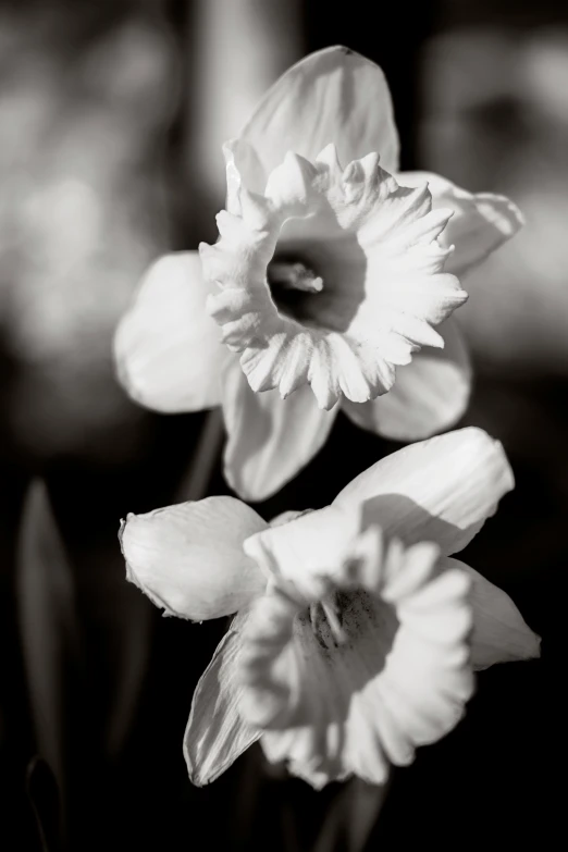 three small yellow flowers with one big white flower