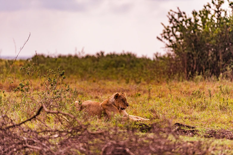 a large brown lion laying down in the grass