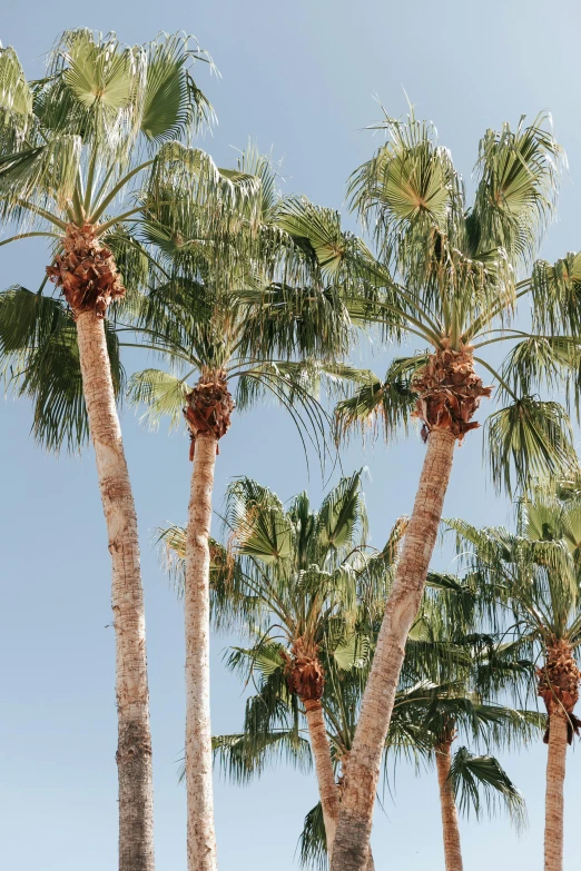 a palm tree group with lots of leafs