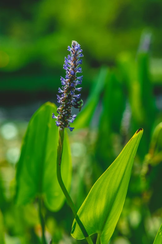 a close up of a flower with leaves