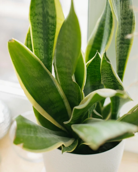 some very pretty green plants in a white pot