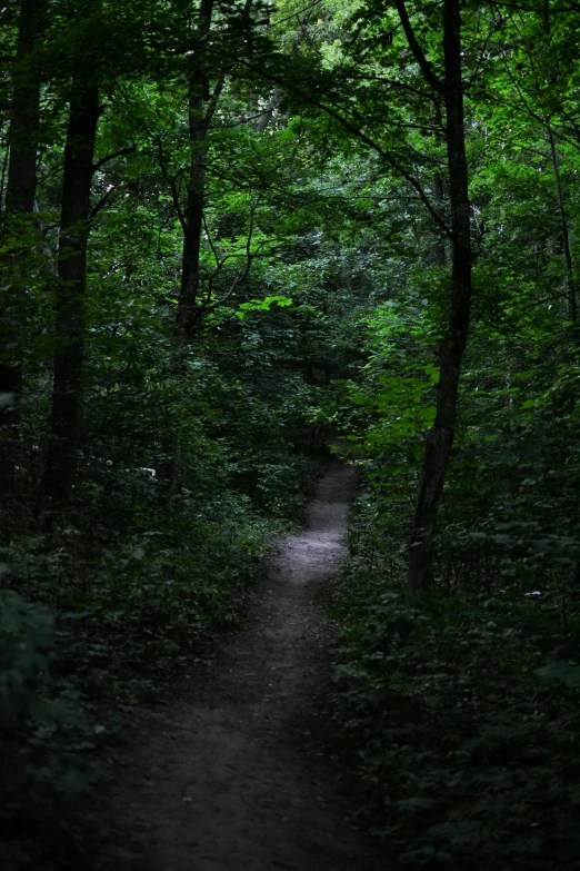 a path is surrounded by green trees on both sides