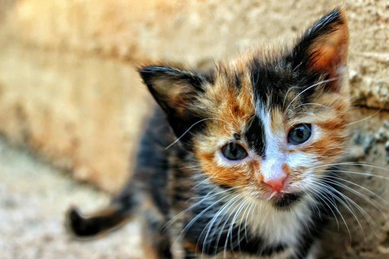 a small kitten is looking intently ahead of the camera