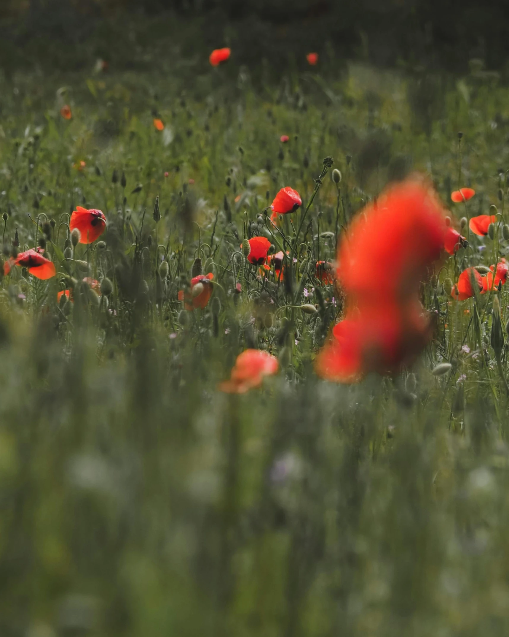 a field of red flowers with a blurry background