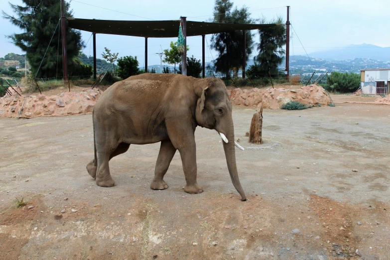 a small elephant walks around a dirt field