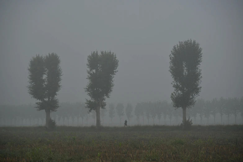 a foggy scene of a field with trees in the distance