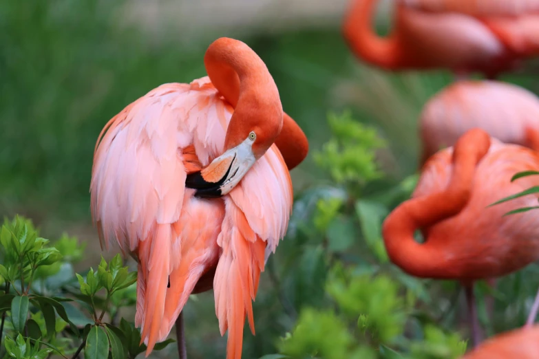 some pink birds are standing around in a grassy area