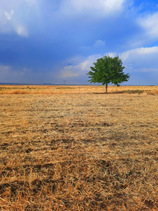 there is a small tree that is in the middle of a field