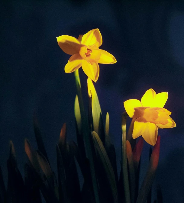 an image of the same yellow flowers with dark background