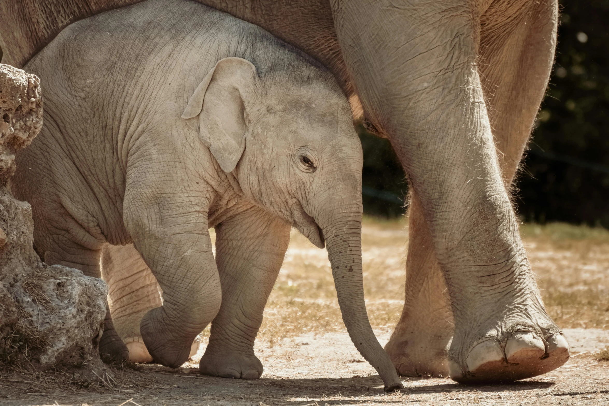 a young elephant is walking past its adult