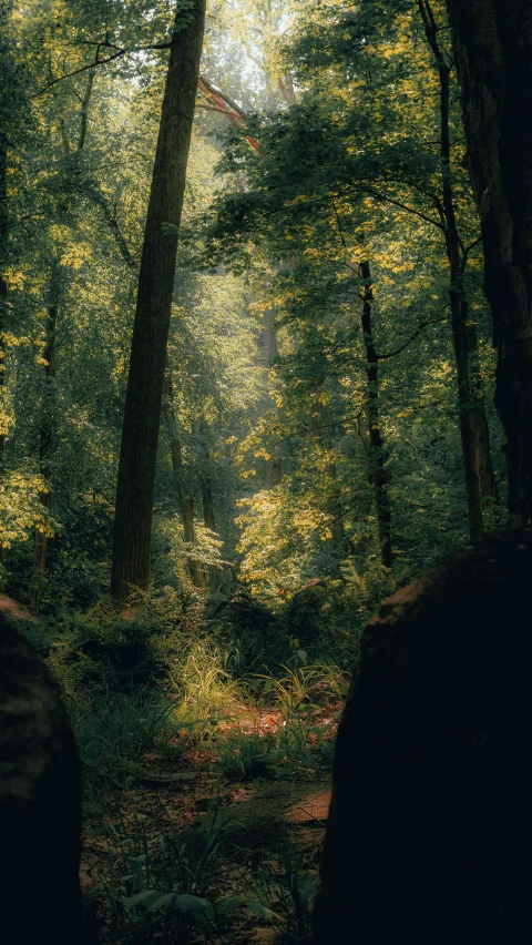 a path leads through the woods to the sky