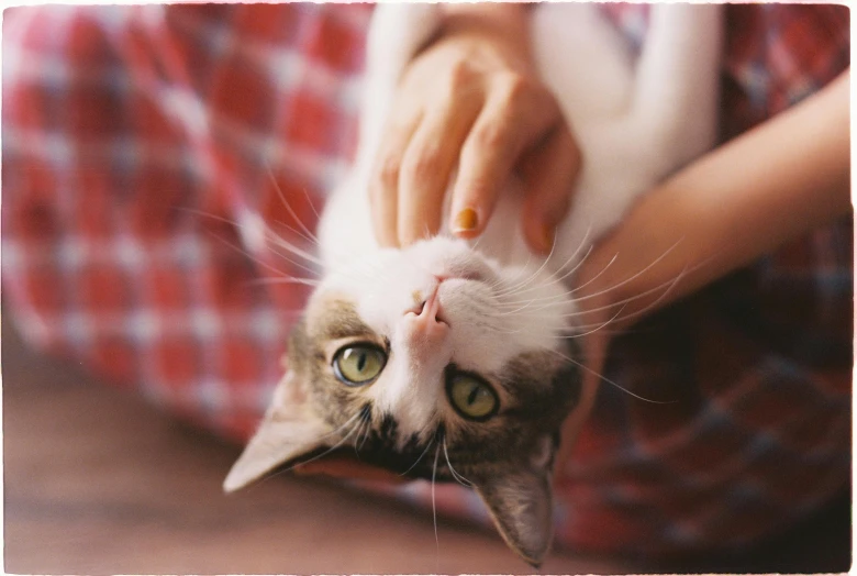 a cat reaching for its master's hand while he sits down