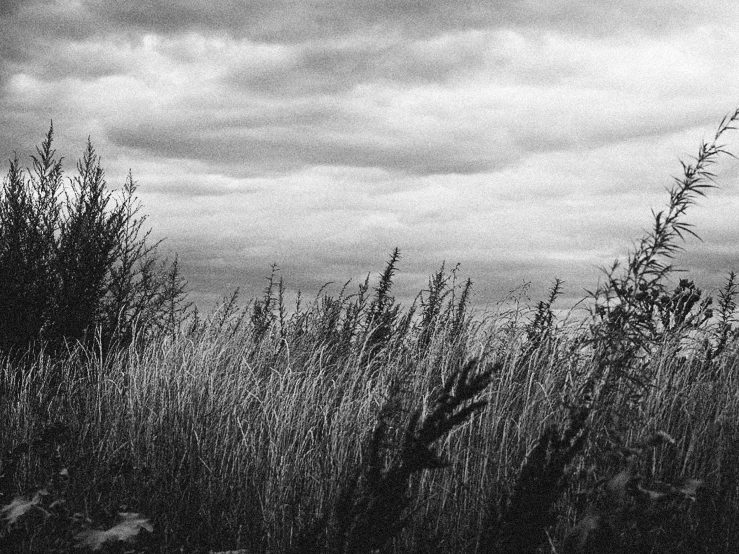 black and white po of a wind vane and tall grasses