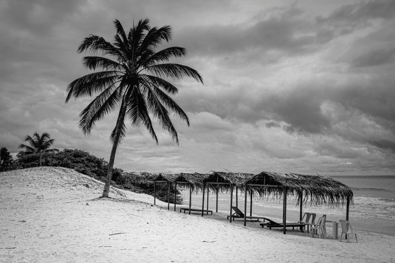 palm tree on the beach near many chairs