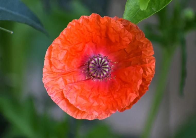 a close up of an orange flower on a tree