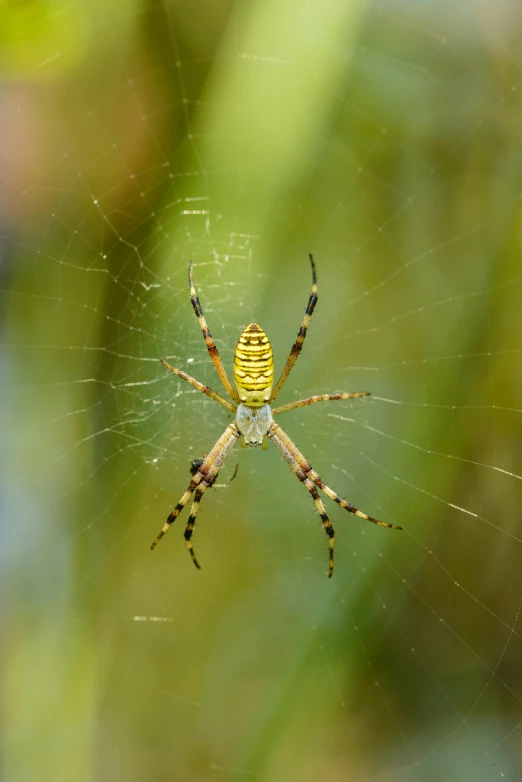 a yellow and black spider on it's web