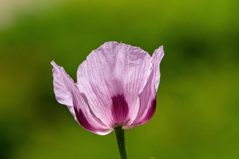 a flower sitting on the stem of a plant