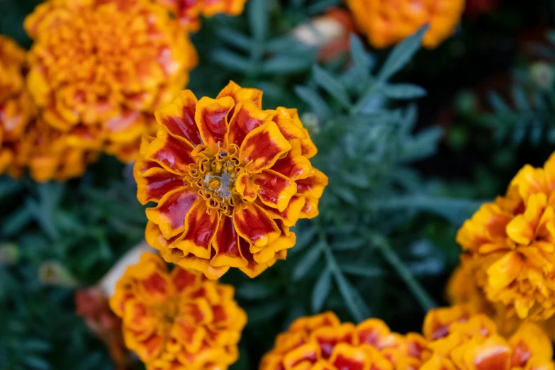 the large flower is covered in water droplets