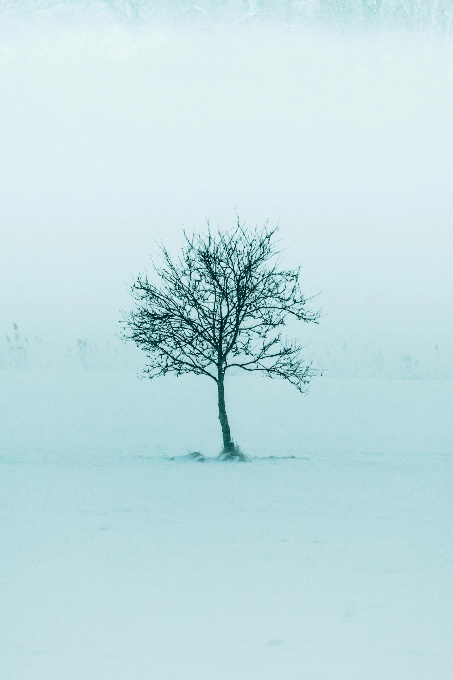 a lone tree sits in the snow on a cloudy day