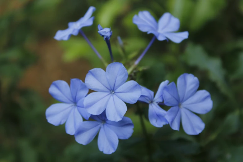 several blue flowers bloom in the bushes