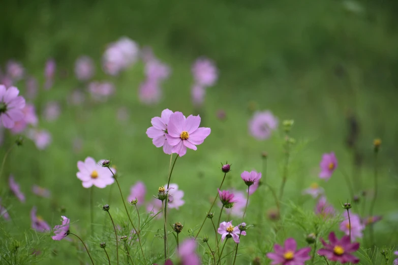 a bunch of flowers that are standing in the grass