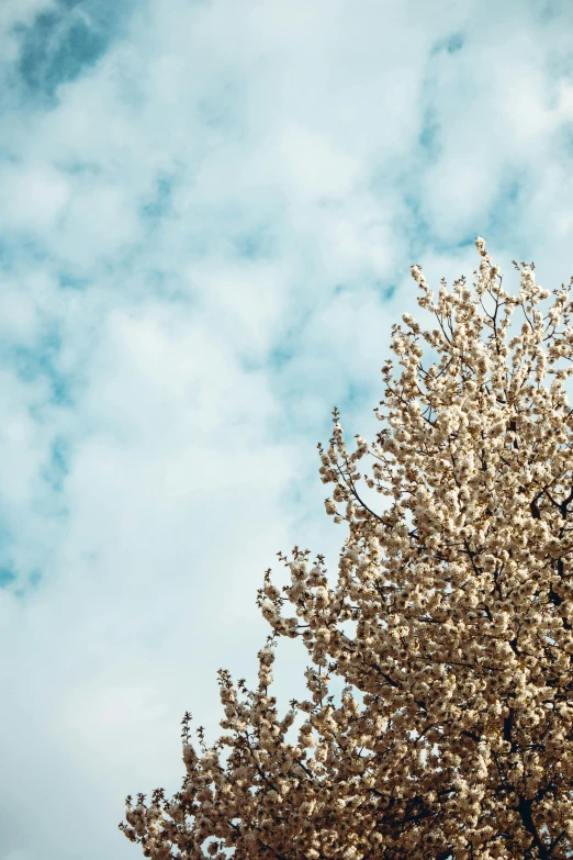 the top part of an almost blooming tree against a blue sky