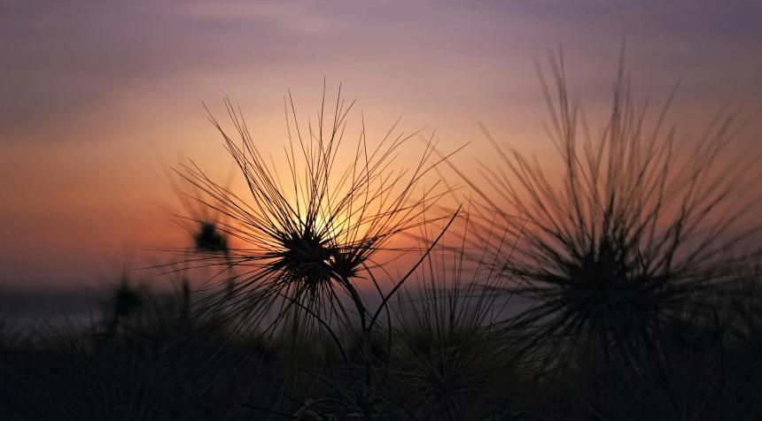 the sun setting behind grass in front of the ocean