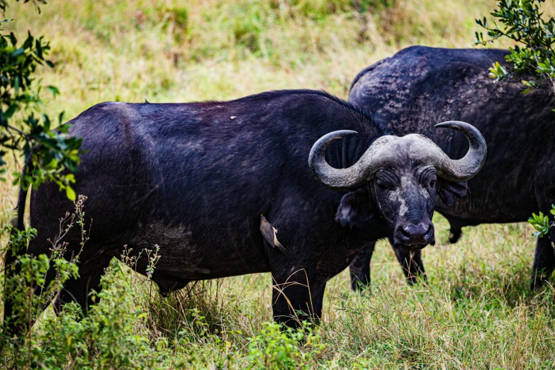 two black buffalos are walking in grassy field