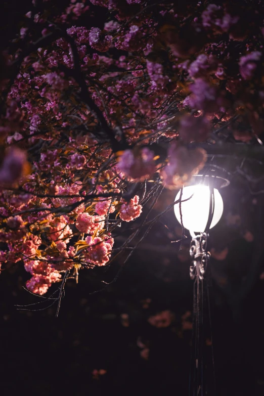 a street light in the dark with some purple flowers