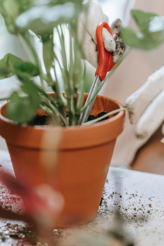 a plant in a pot being cleaned by someone