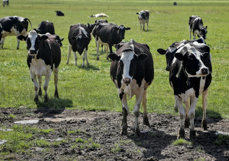 there are many cows grazing in the grass