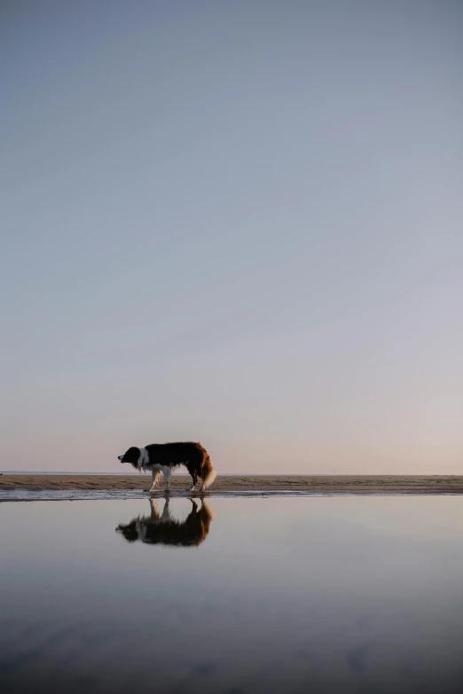 a black and white dog standing on a beach near the ocean