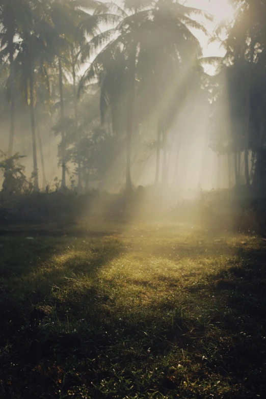 an image of a sunbeams through the fog