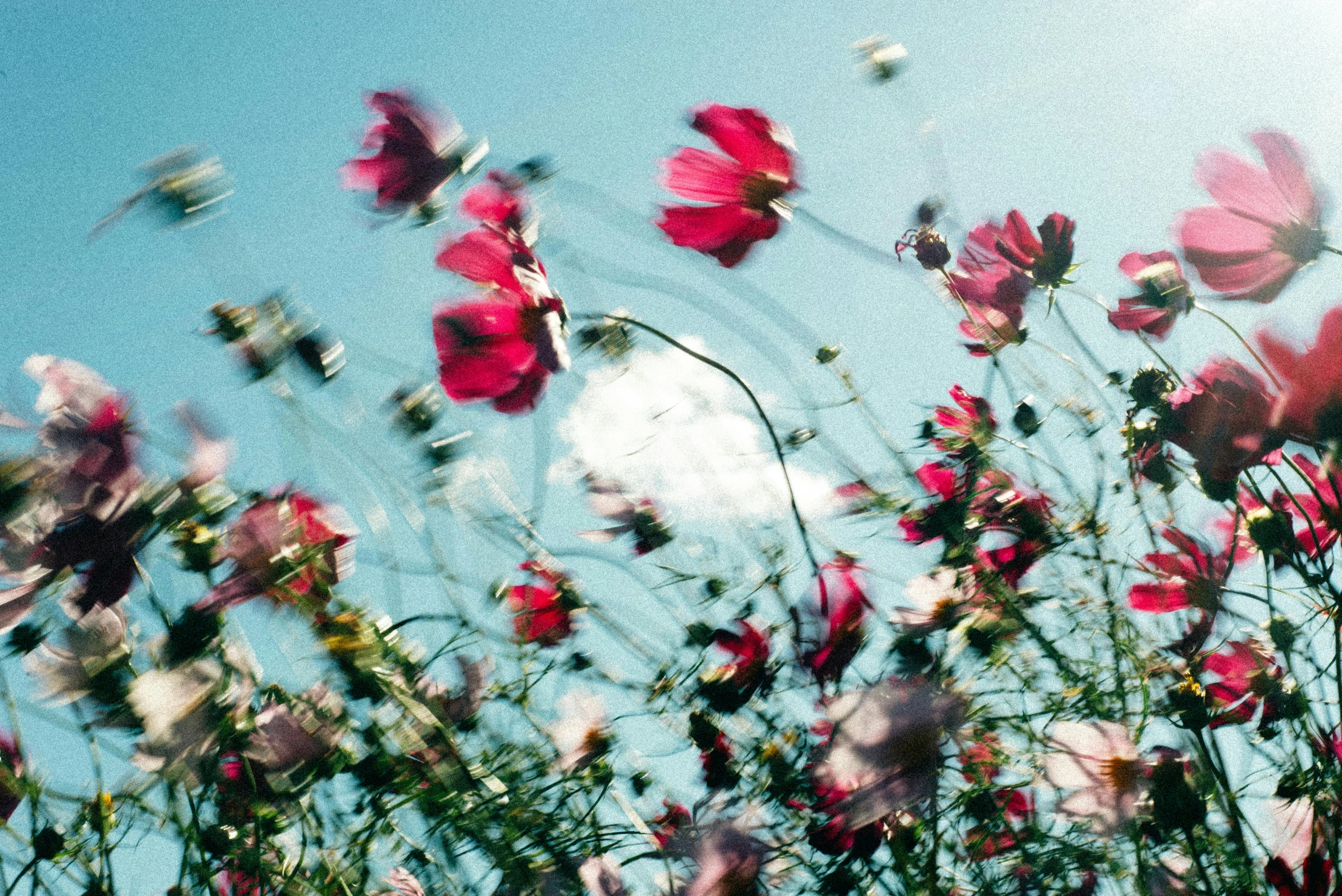 flowers in a field in the sun with blurry background