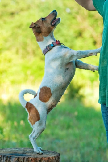 a dog is jumping high and reaching for soing