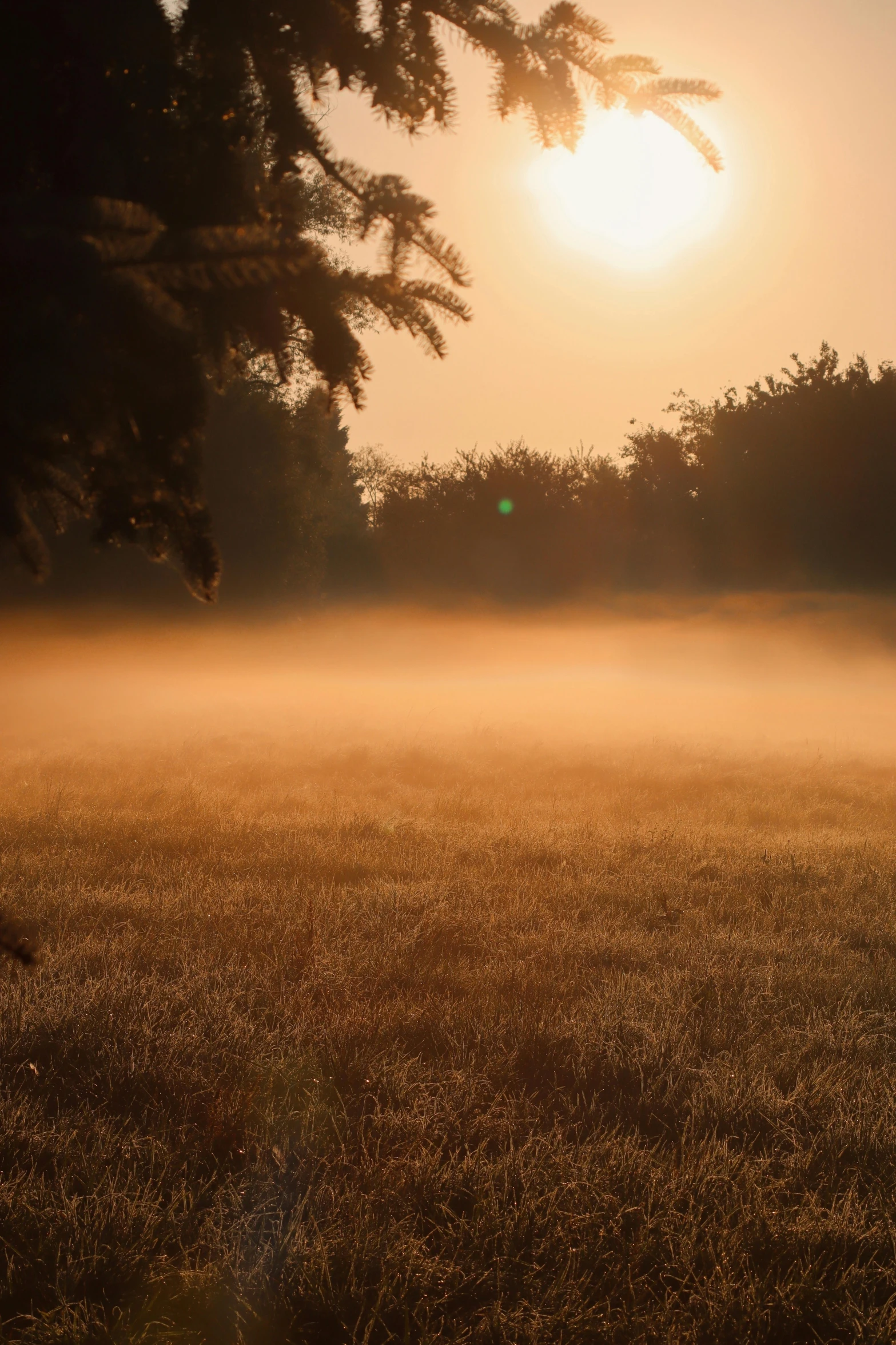 a horse is standing in a field with sun light