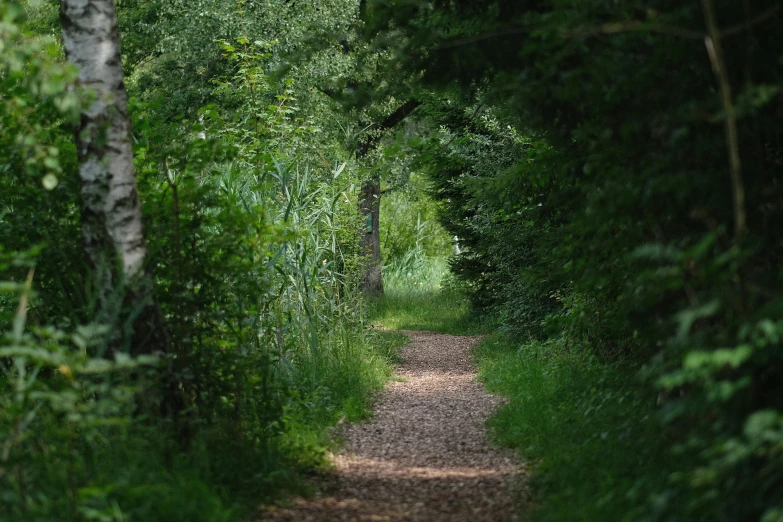 a path leading through a dense forest with tall green trees