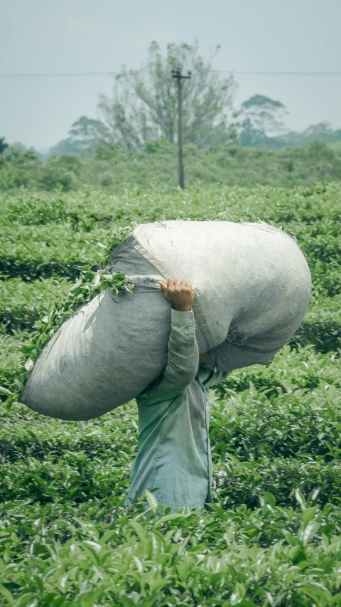 a man is walking in a large field