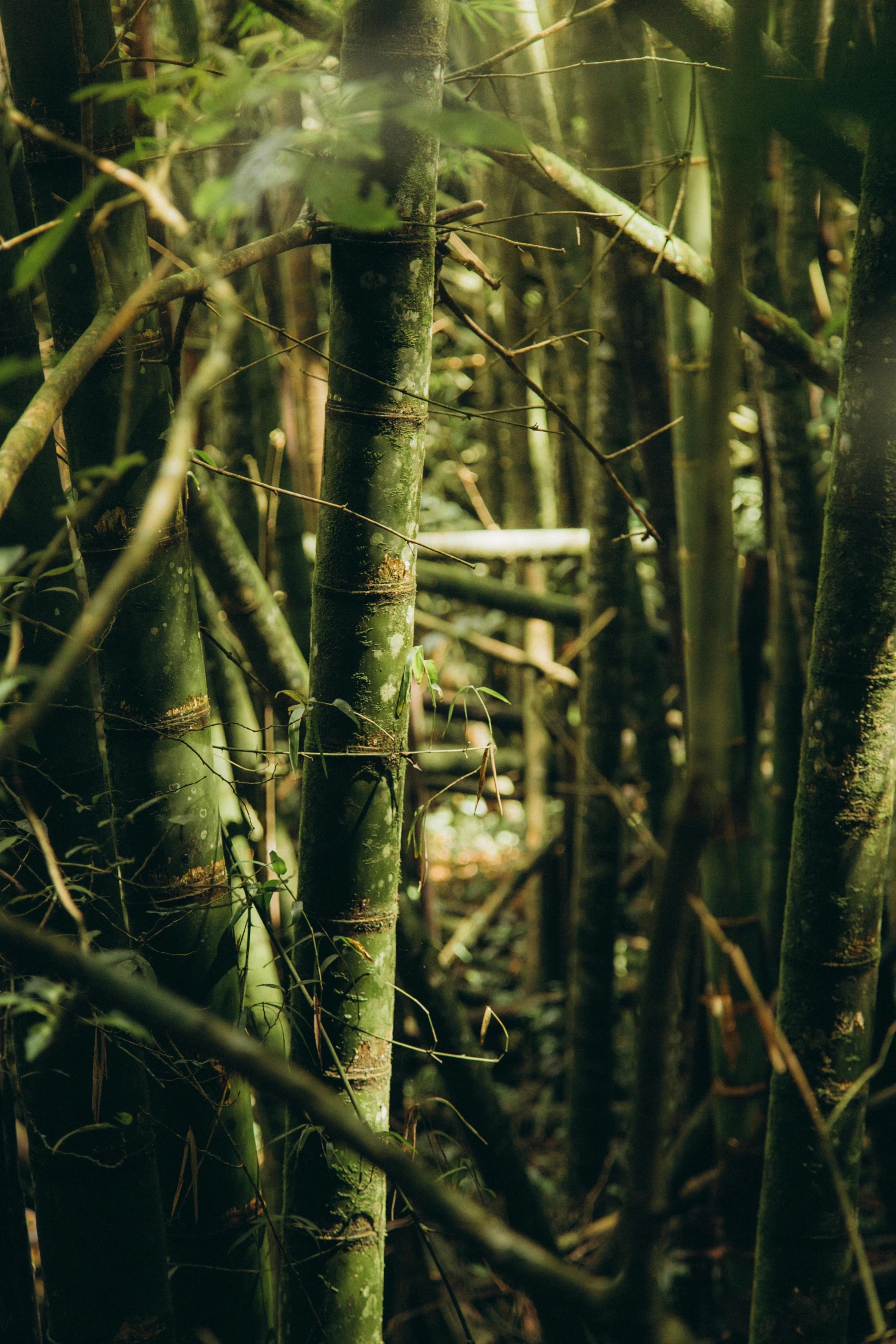 the po shows the forest with tall tree nches