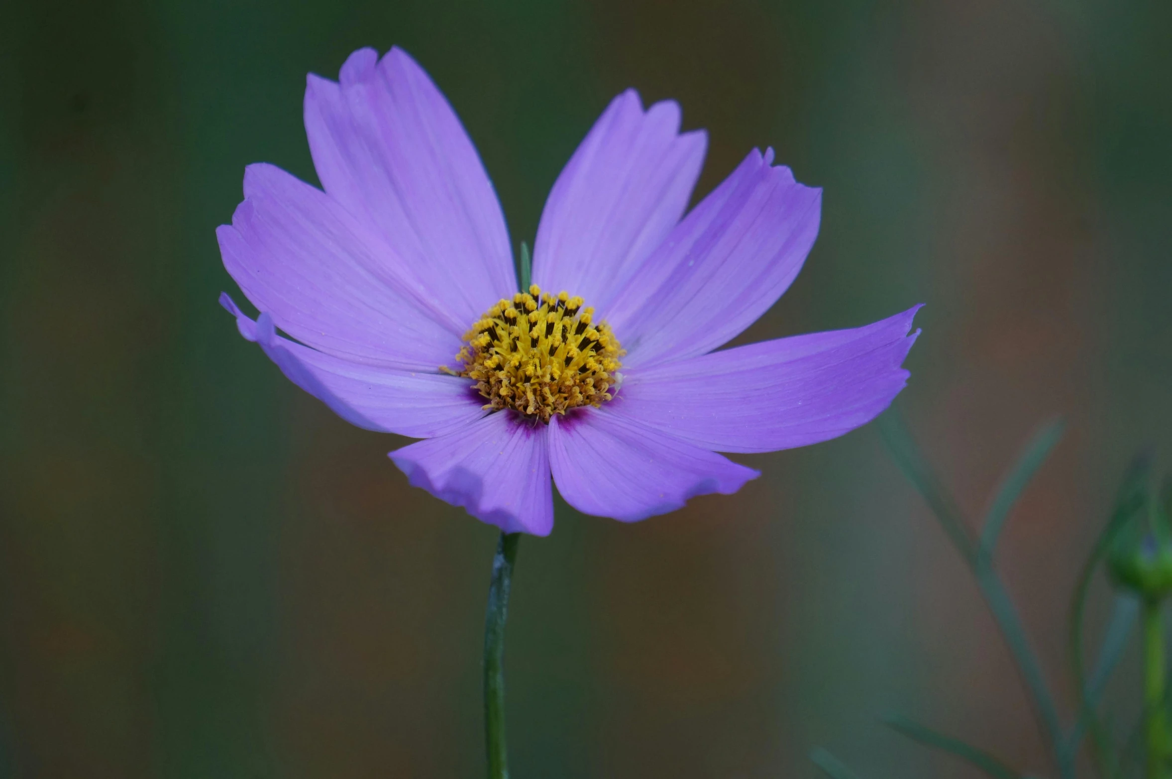 a small purple flower with yellow stamens in a field