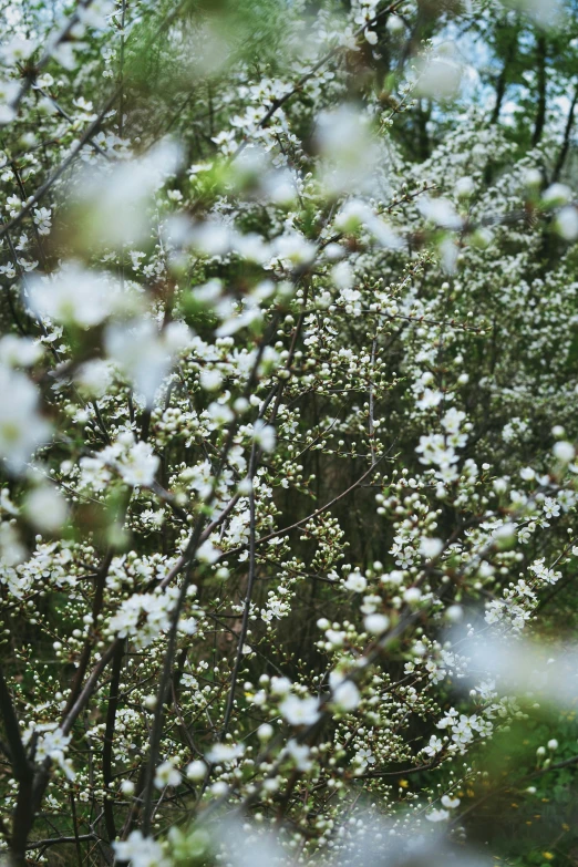 a white flowered tree with tiny flowers in the foreground