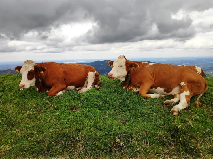 three cows are sitting down on a grassy hill