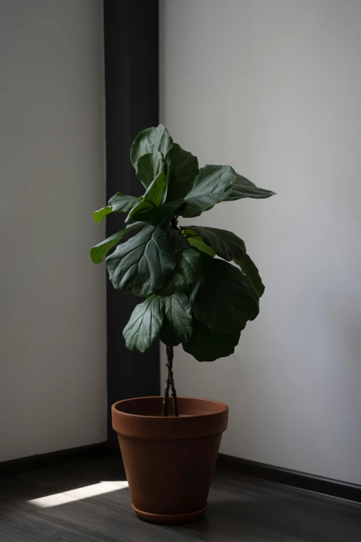 this is a green plant sitting in a pot