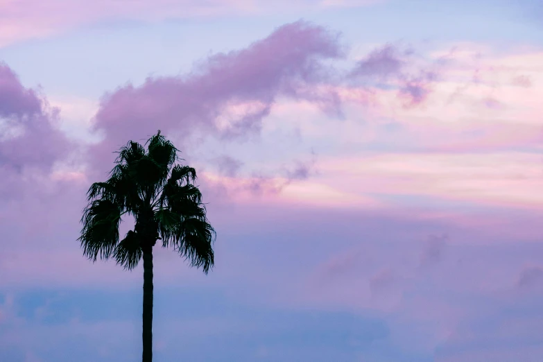 two palm trees on the side of the road