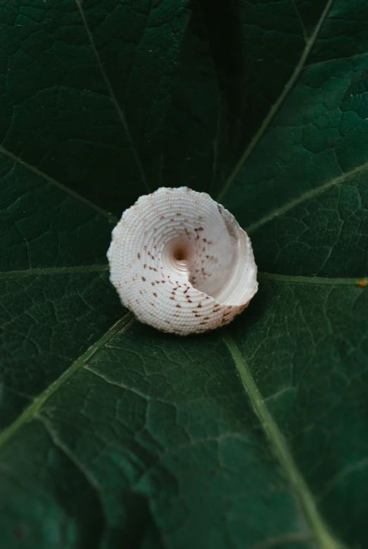 an overhead view of a leaf with a single white dotted piece of cloth on top